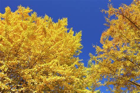 Gingko Tree In Autumn Tokyo Photograph By Wada Tetsuollectionrf Fine Art America