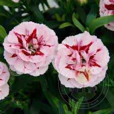 Dianthus Caryophyllus Oscar Red Star