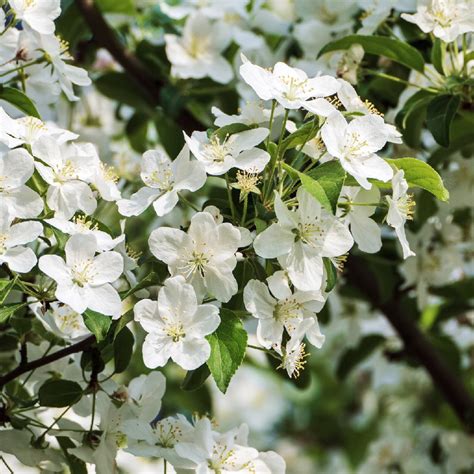 Crab Apple Tree Blossoms