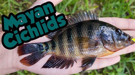 Fishing For Mayan Cichlids Mayan Cichlids And Mayan Cichlids Youtube