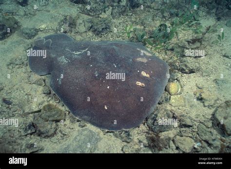 Coffin Ray (Hypnos monopterygium), an electric ray on ocean floor, Edithburgh, Australia Stock ...