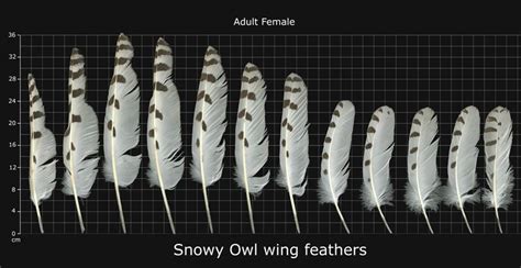 snowy owl feathers - Google Search | Feather tattoos, Owl feather tattoos, Owl feather