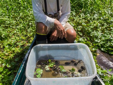 Tapiche Citizen Science Turtle Rescue Project