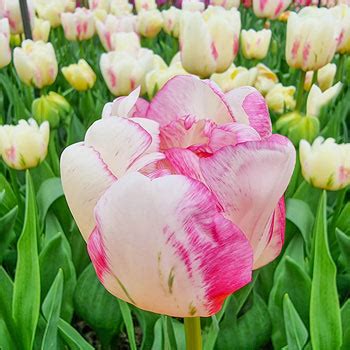 Double Shake Tulip Brecks Premium Bulbs