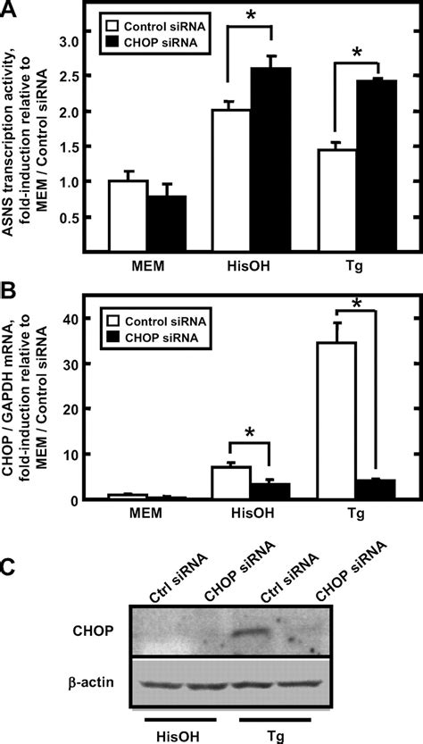 C Ebp Homology Protein Chop Interacts With Activating Transcription