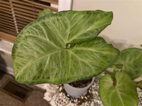 Is This Definitely Syngonium Podophyllum And Is It Growing Correctly R Plants