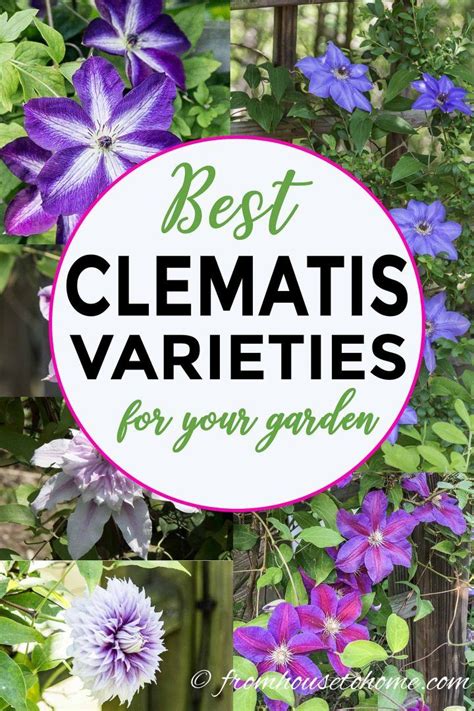 Clematis Care The Ultimate Guide To Growing And Pruning Clematis