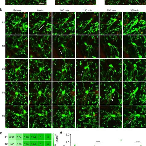 Microglia Morphology Dynamics In The Acute Reaction Phase A Images