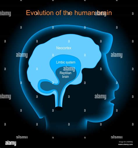 Reptile Brain Diagram