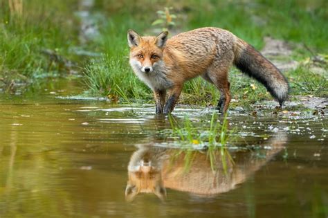 Zorro Rojo Vadeando En El Agua Con Reflejo En La Naturaleza De Verano