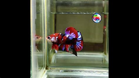 Ikan Cupang Red Koi Galaxy YouTube