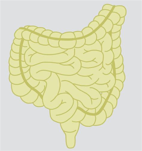 GI (Autonomic) — Project Synapse