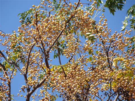 The Chinaberry Tree Is Considered Something Of A Pest Due To Its