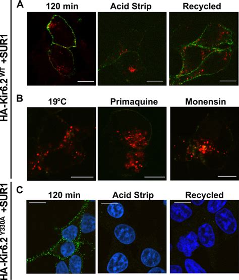 Endocytosed K Atp Channels Are Recycled To The Plasma Membrane A