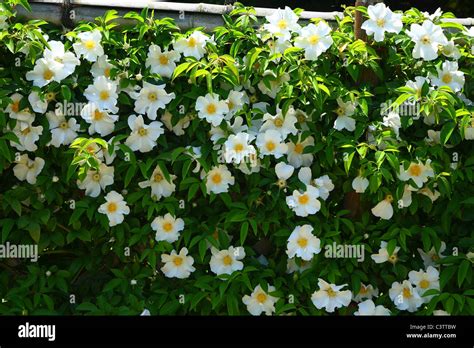 Cherokee Rose Rosa Laevigata Fotografías E Imágenes De Alta Resolución