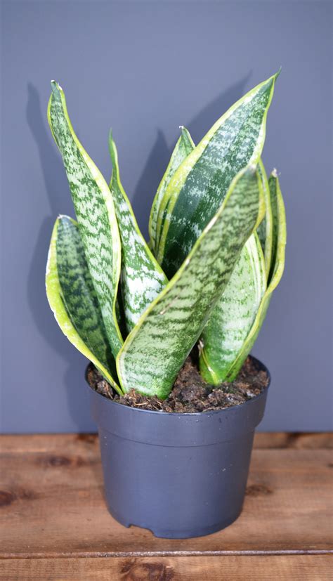 Snake Plant Variegated Sansevieria Trifasciata Futura Superba In 2020