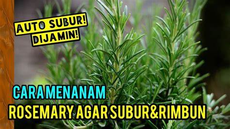 Cara Menanam Rosemary Agar Subur And Rimbun Youtube