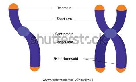 Diagram Chromosomes Parts Chromatids Stock Vector (Royalty Free) 2233649895 | Shutterstock