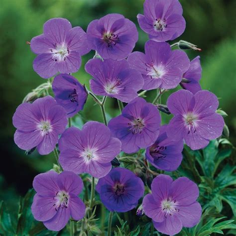 Johnsons Blue Geranium Blue Geranium Hardy Geranium Geraniums