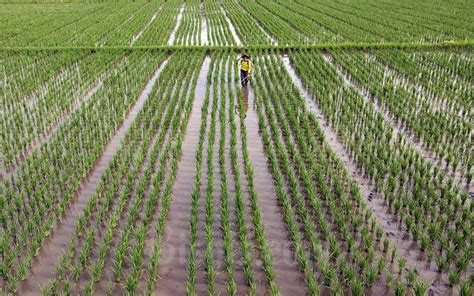 Terkuak Ini Penyebab Produksi Beras Susut Ton Di