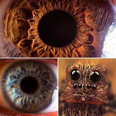 Macro Photography of eyes and a Wolf Spider : r/Damnthatsinteresting