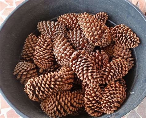 20 Medium Georgia Pine Cones ⭐ Select ⭐ Perfect Cones Fast Shipping Ebay