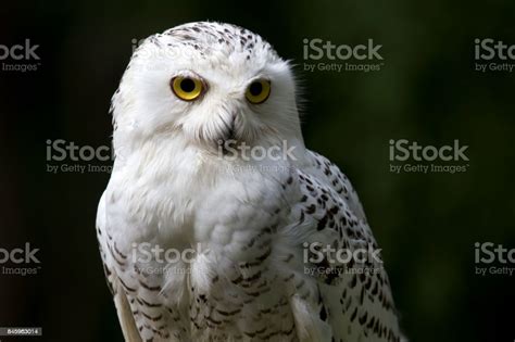 Snowy Owl Portrait Stock Photo Download Image Now Bird Ontario