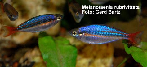 Melanotaenia Rubrivittata M Spec Wapoga River Rainbowfishstable