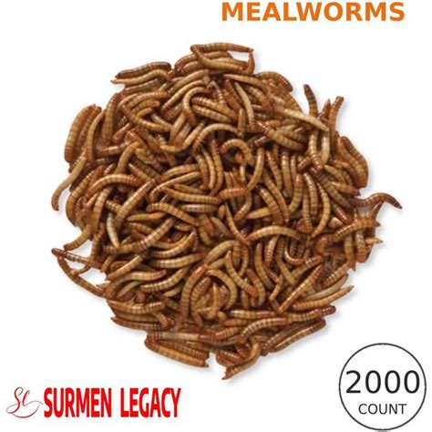 EXOTIC NUTRITION Live Mealworms Reptile Food Giant 250 Count Chewy