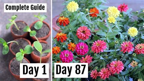 How To Grow Care For Zinnia To Get Lots Of Blooms With Updates