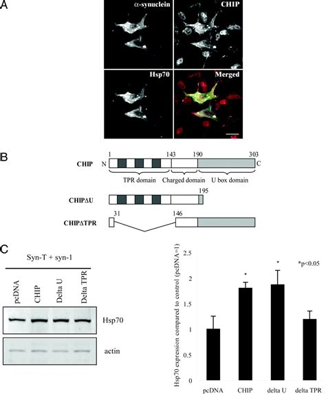 The Co Chaperone Carboxyl Terminus Of Hsp Interacting Protein Chip