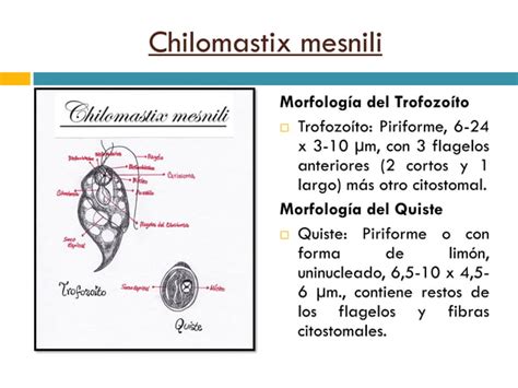 Parasitosis Humanas MorfologÍa Ppt Descarga Gratuita