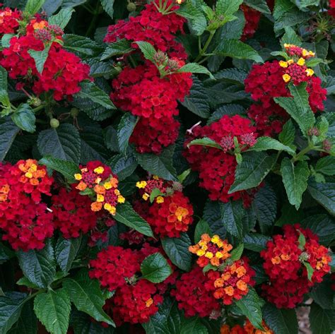 Lantana Lantana Camara Red From Hillcrest Nursery