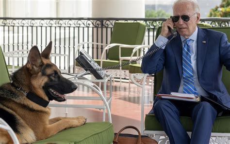 Joe Bidens Hund Beisst Wieder Zu