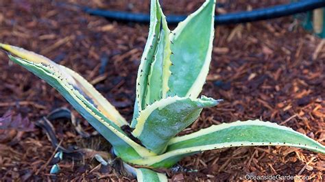 Agave americana 'Variegata' - Oceanside Garden