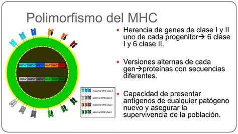 Complejo Mayor De Histocompatibilidad Ppt