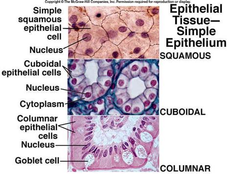 Simple Cuboidal Epithelial Tissue Labeled