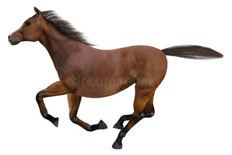 Running Horse Isolated Stock Photo - Image: 40961153