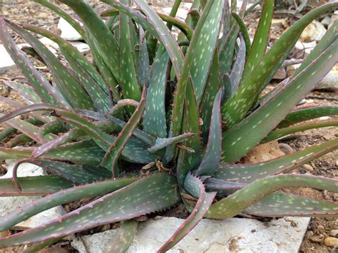 Aloe Sinkatana Sudan Aloe World Of Succulents