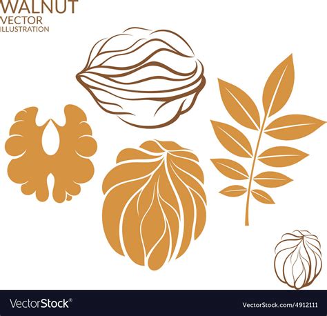 Walnut Vector