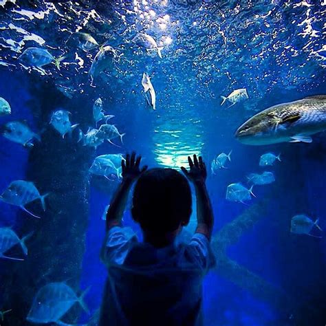 Virginia Aquarium - 757 Collective