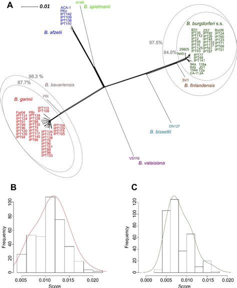 Figure 2 From Comparative Population Genomics Of The Borrelia