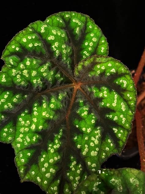 Begonia Shiwansanensis Asean Plant Export