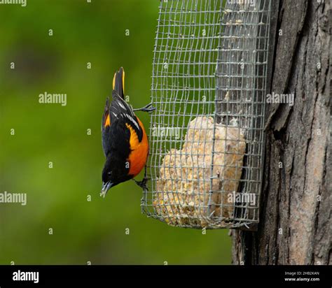 Baltimore Oriole Using Suet Feeder Stock Photo Alamy