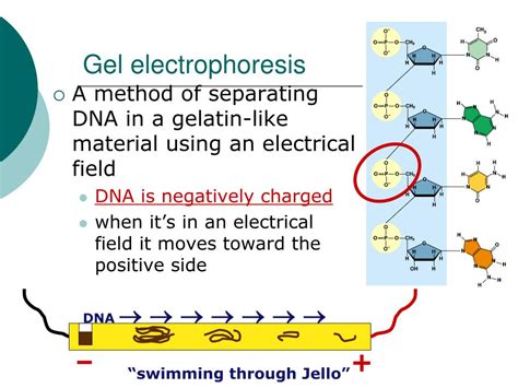 Ppt Gel Electrophoresis Powerpoint Presentation Free Download Id7030160