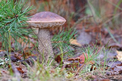 La Seta Joven Del Scabrum Del Leccinum Del Bolete Del Abedul Conocida