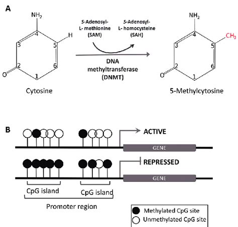 Dna Methylation A Cpg Methylation Mechanism Is Mediated By Dna