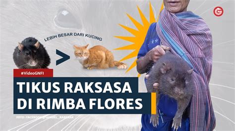 Tikus Raksasa Di Rimba Flores Videognfi Youtube