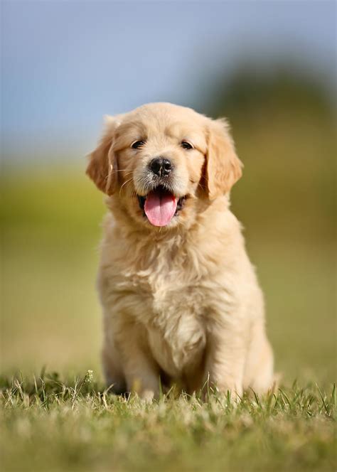 Cute Golden Retriever Puppy Photograph By Mikkel Bigandt Fine Art America