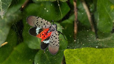 Invasive Spotted Lanternfly Possibly Sighted In Houston Region Experts